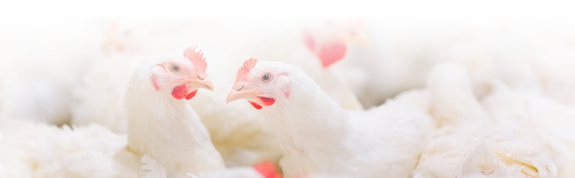 Image of chickens with fade to white