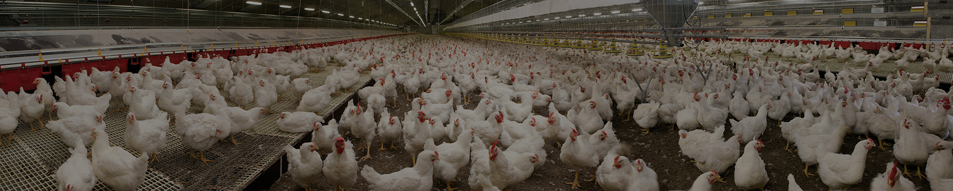 Chicken in chicken house