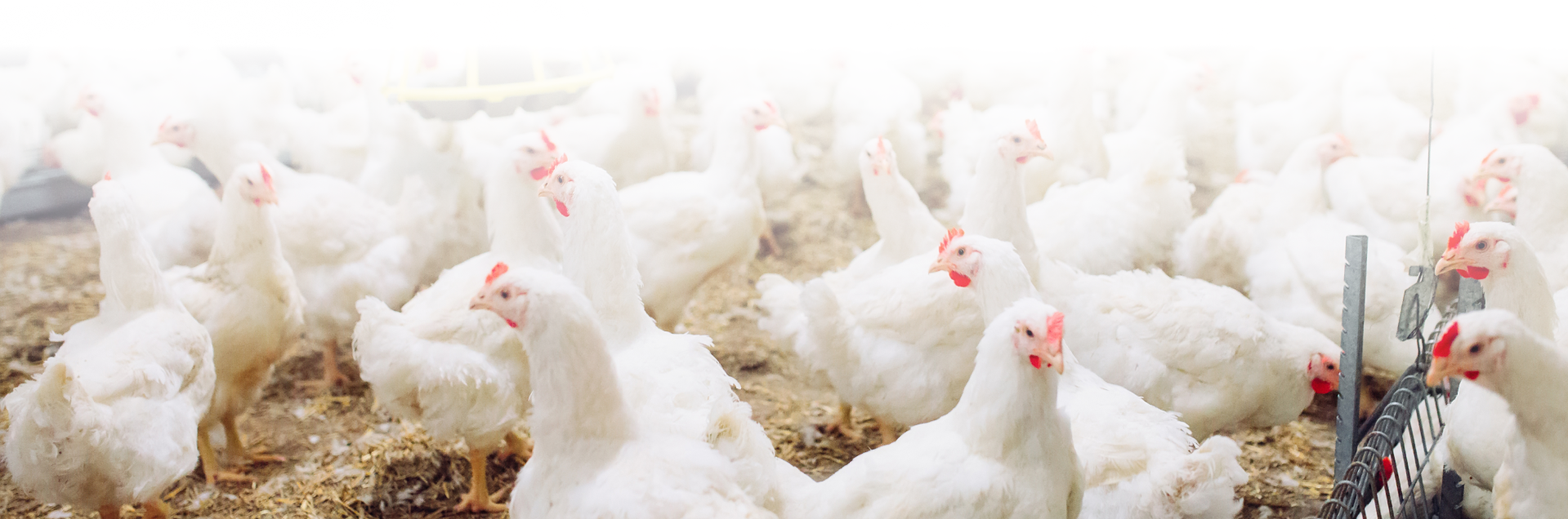 Image of Chickens with fade to white