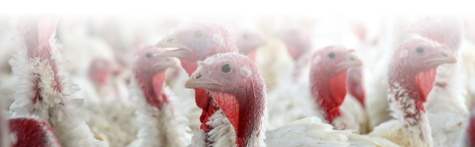 Image of Turkeys with fade to white